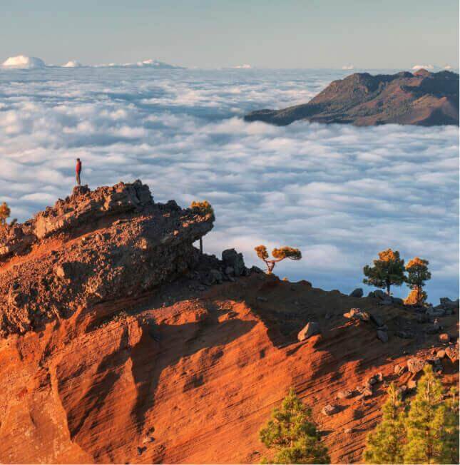 Punta de Los Roques, La Palma: sunlit volcanic ridges over a sea of clouds with Canary pine in the foreground.