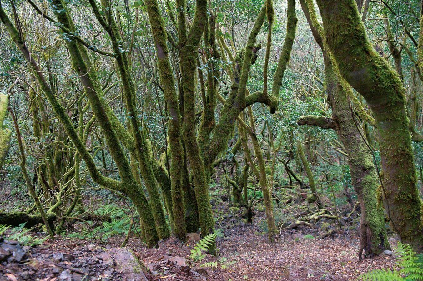 Ruta en coche por el norte de La Gomera - galeria3