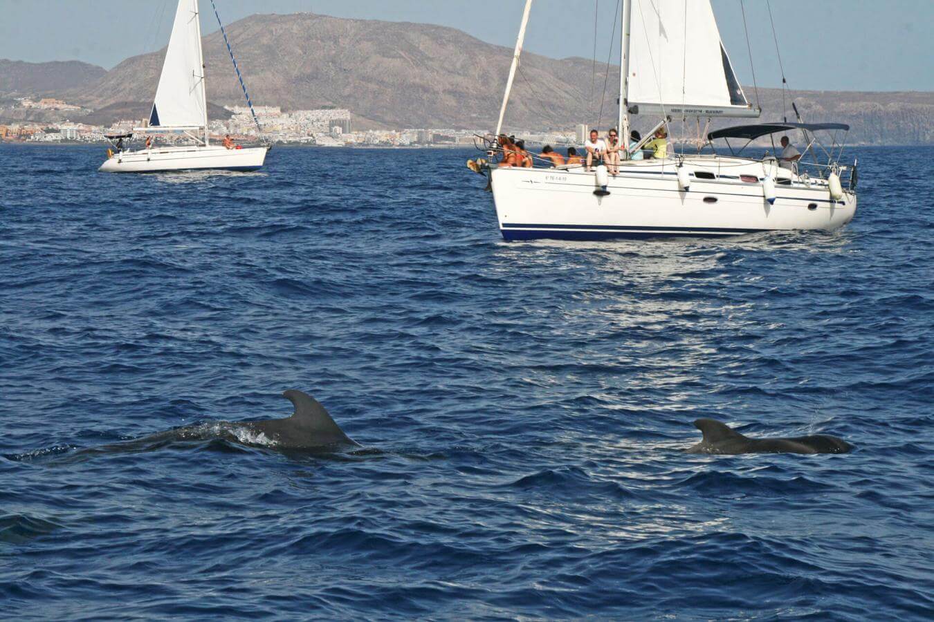 Excursión para avistar cetáceos en libertad - galeria1