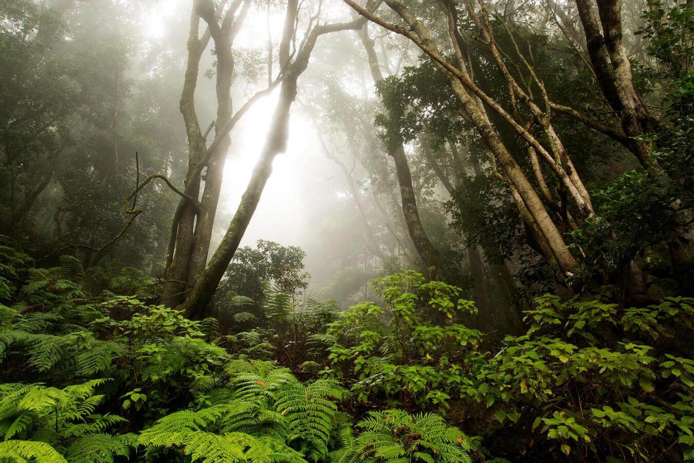 Hermigua, Agulo, Centro de Visitantes Juego de Bolas, El Cedro y Vallehermoso - galeria4