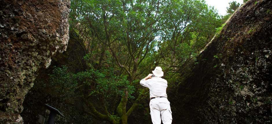 Garoé Tree, in El Hierro