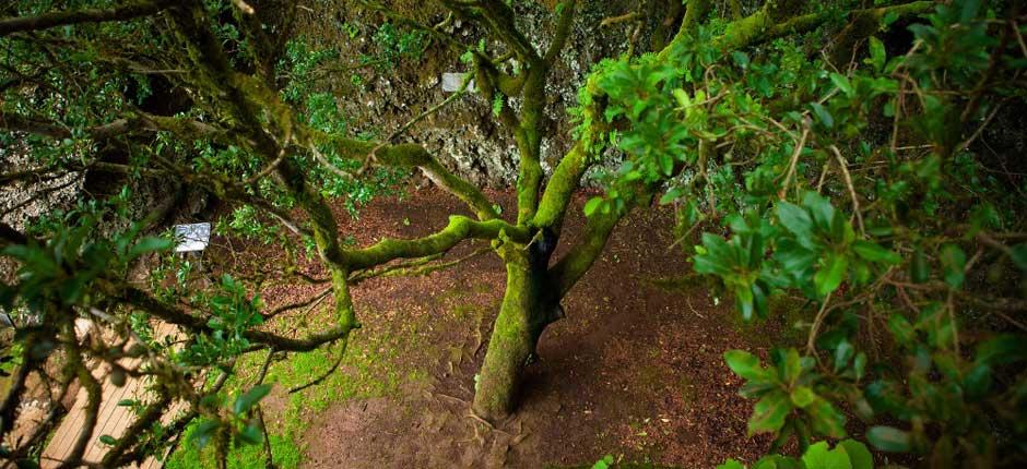 Garoé Tree, in El Hierro