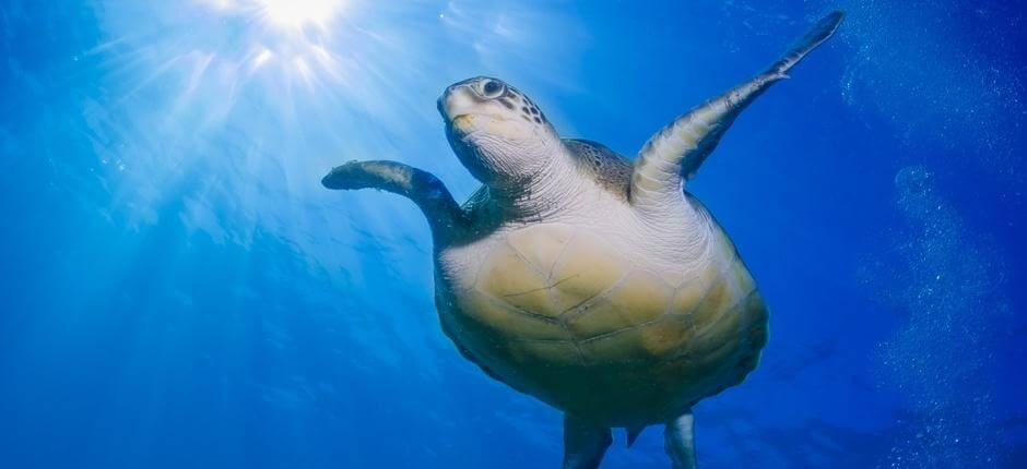 Scuba diving in Armeñime