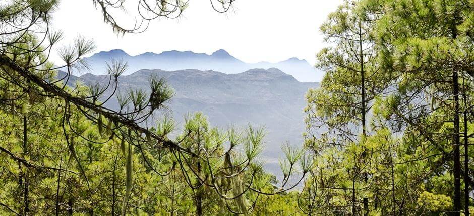 Tamadaba-Bajada de Faneque + Pathways of Gran Canaria