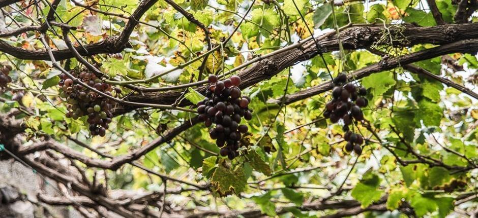 Bodega Los Berrazales. wineries of Gran Canaria