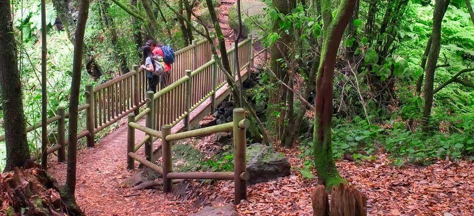 Bosque de Los Tilos, en La Palma