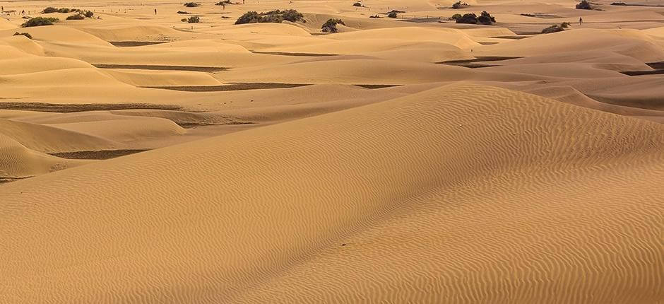 Maspalomas Dunes nature reserve, in Gran Canaria