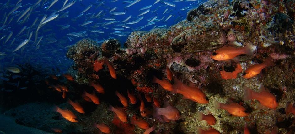 Scuba Diving in Veril Grande  in Fuerteventura