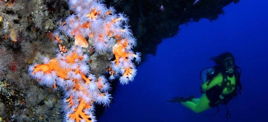 Diving in Veril de Playa Chica, in Lanzarote