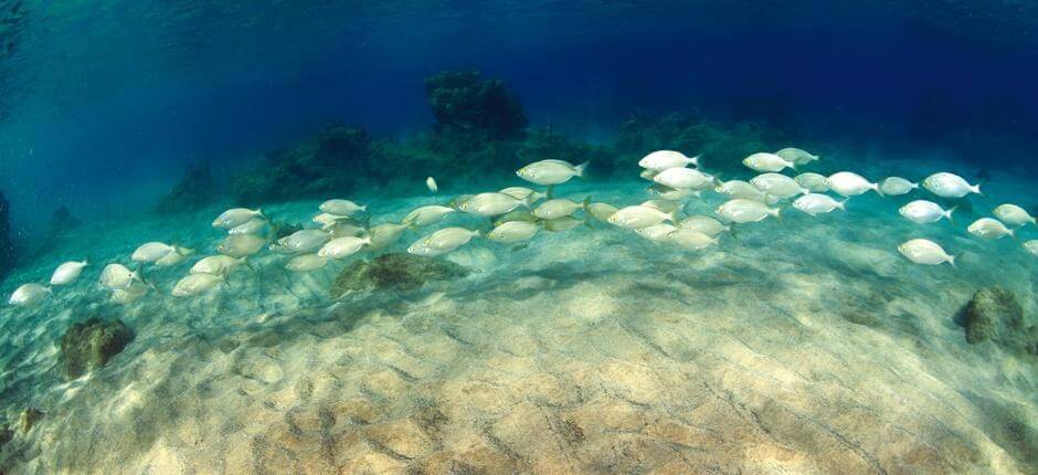 Diving in Veril de Playa Chica, in Lanzarote