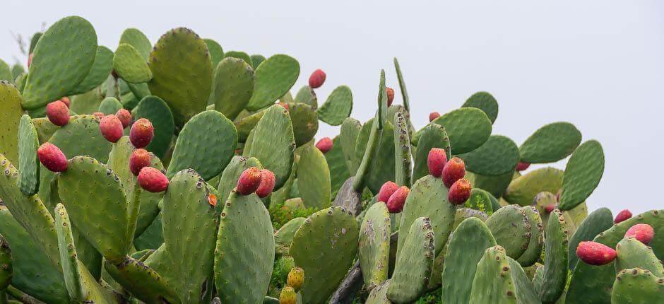 Isora Hamlets of El Hierro