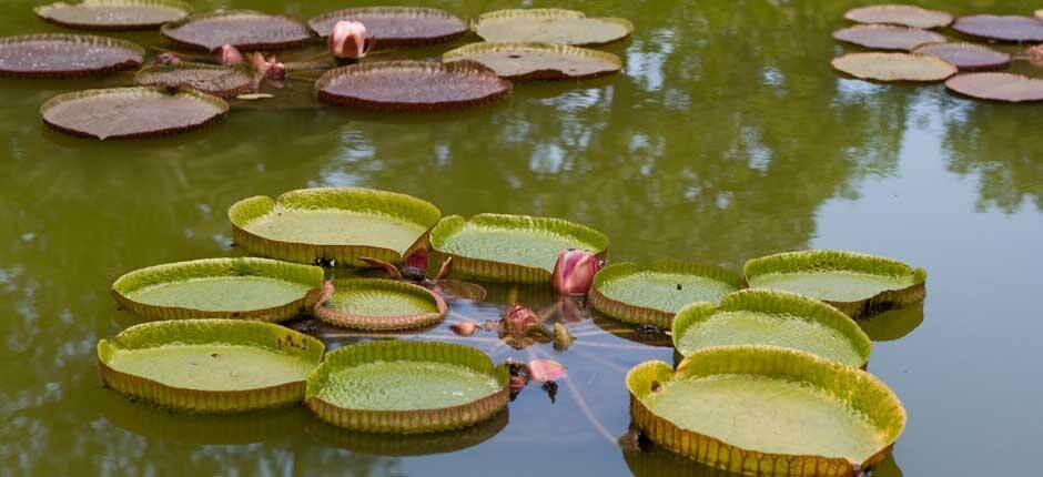 The Orotava Acclimatisation Gardens, Museums and tourist centres in Tenerife