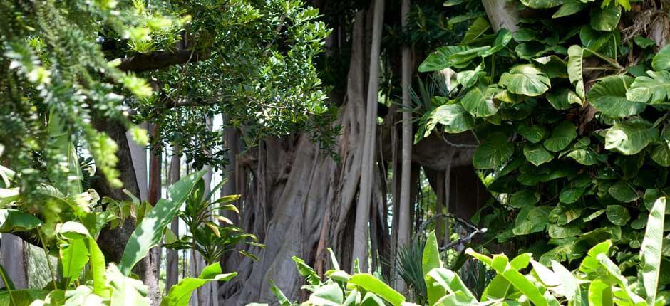 The Orotava Acclimatisation Gardens, Museums and tourist centres in Tenerife