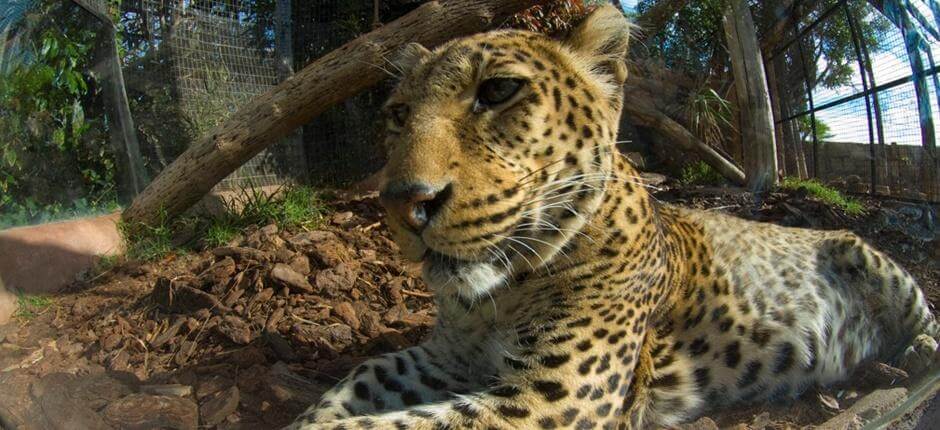 Jungle Park, Tenerife’s Zoos