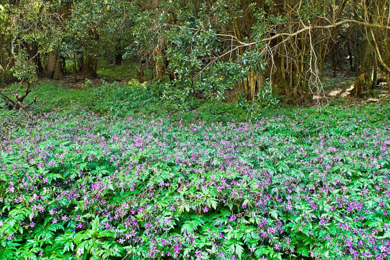 Jardín de Las Creces