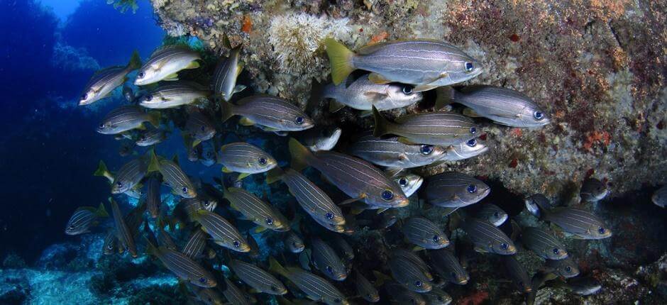 Diving in La Burrera, in Lanzarote