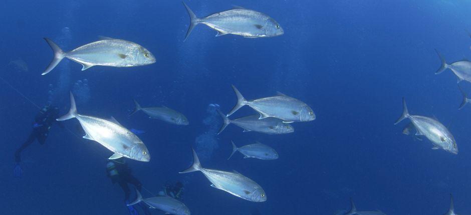 Diving in La Burrera, in Lanzarote