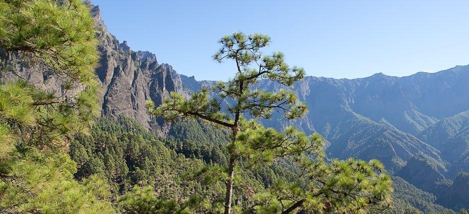 Caldera de Taburiente + Pathways of La Palma 