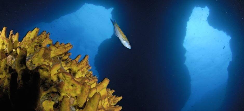 Diving at La Catedral, in Gran Canaria