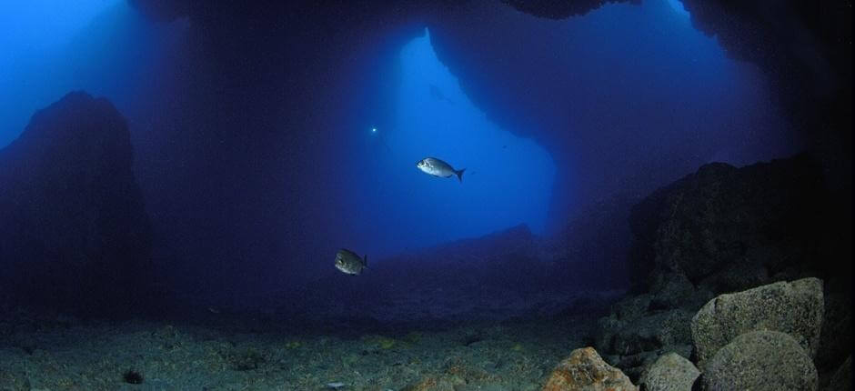 Diving at La Catedral, in Gran Canaria