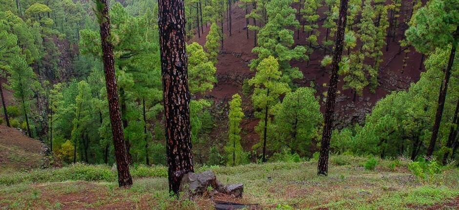 Las Tricias Hamlets of La Palma