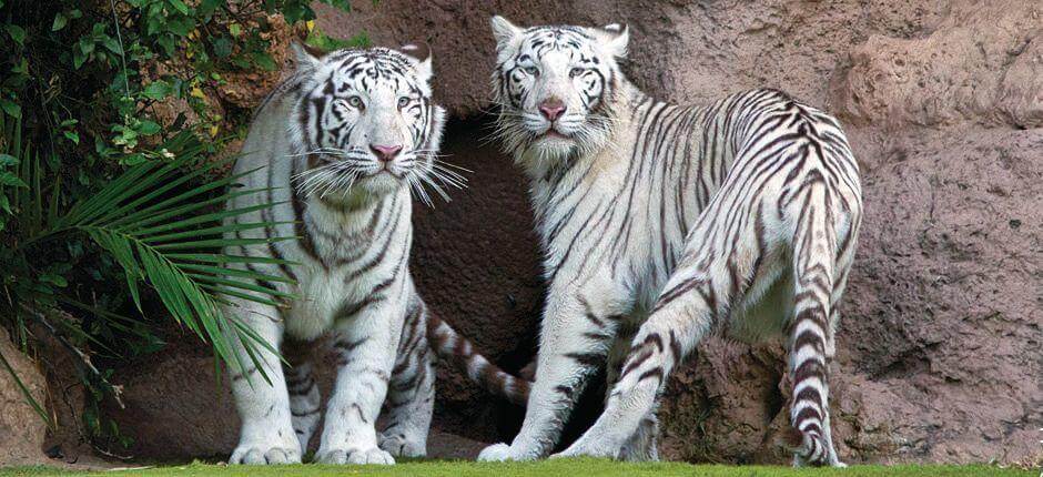 Loro Parque, Tenerife’s Zoos