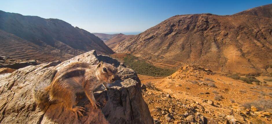 Las Peñitas Viewpoint, Viewpoints in Fuerteventura