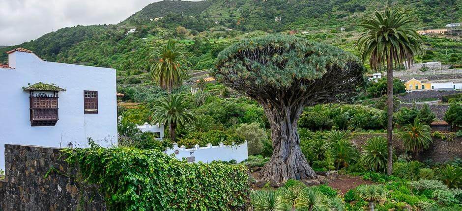 Millennium Dragon Tree Park, Museums and Tourist centres in Tenerife   Tenerife