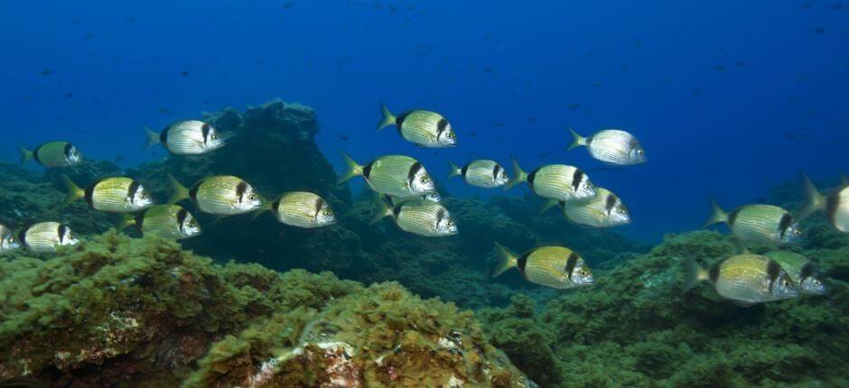 Diving in Punta Restinga, in El Hierro