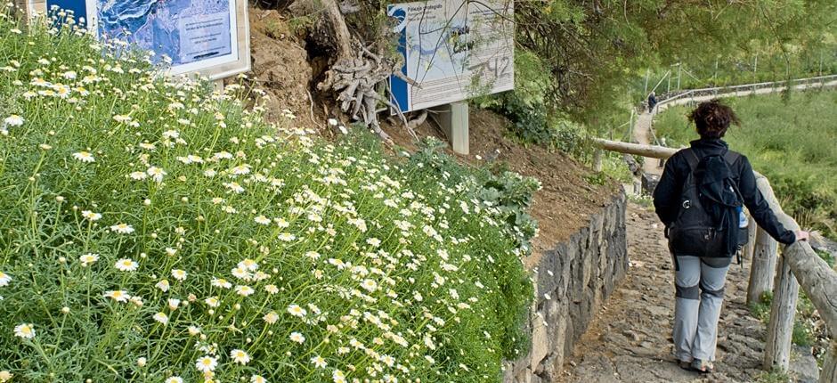 Rambla de Castro + Pathways of Tenerife