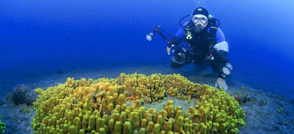 Diving in Risco Verde. Scuba diving in Gran Canaria 