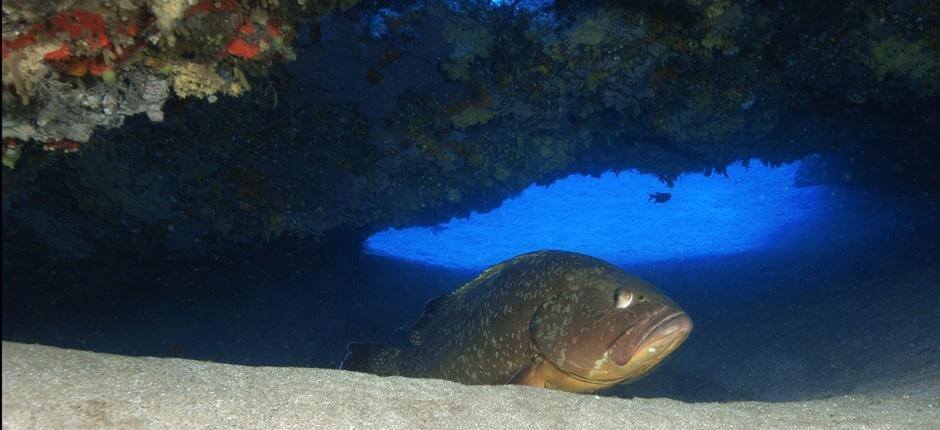 Diving in the “Waikiki” wreck. Scuba diving in Lanzarote