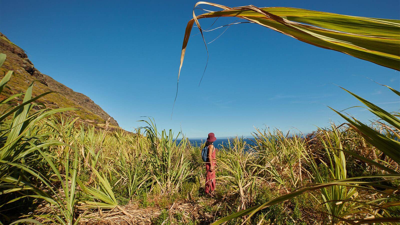 Sugar cane crops, La Palma.