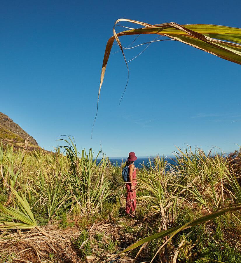 Sugar cane crops, La Palma.