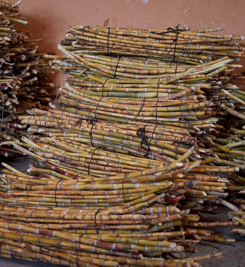 Sugar cane crops, La Palma.