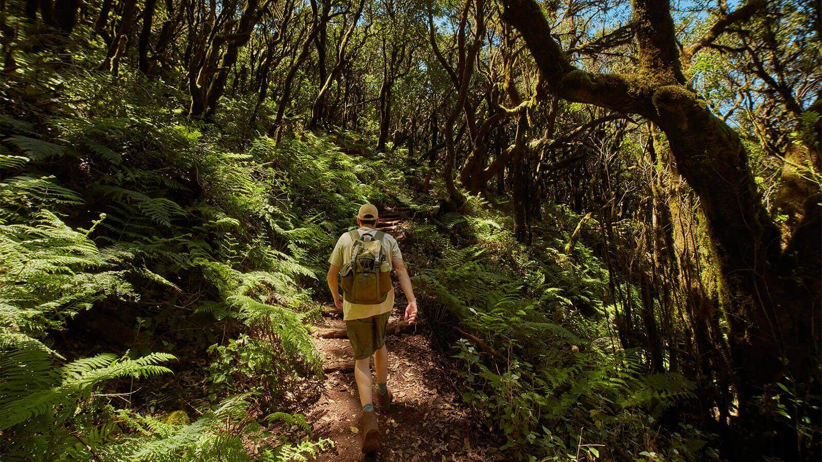 Garajonay National Park, La Gomera / Prehistoric forests of Garajonay National Park, La Gomera.