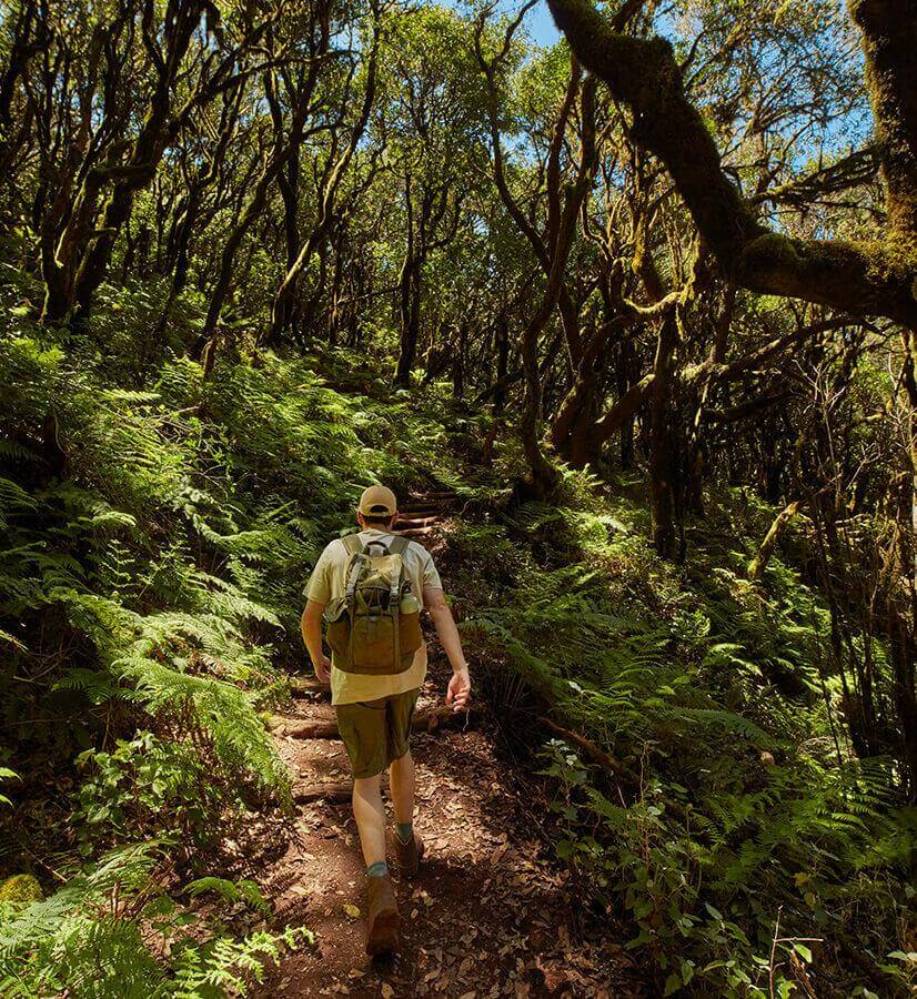 Garajonay National Park, La Gomera / Prehistoric forests of Garajonay National Park, La Gomera.