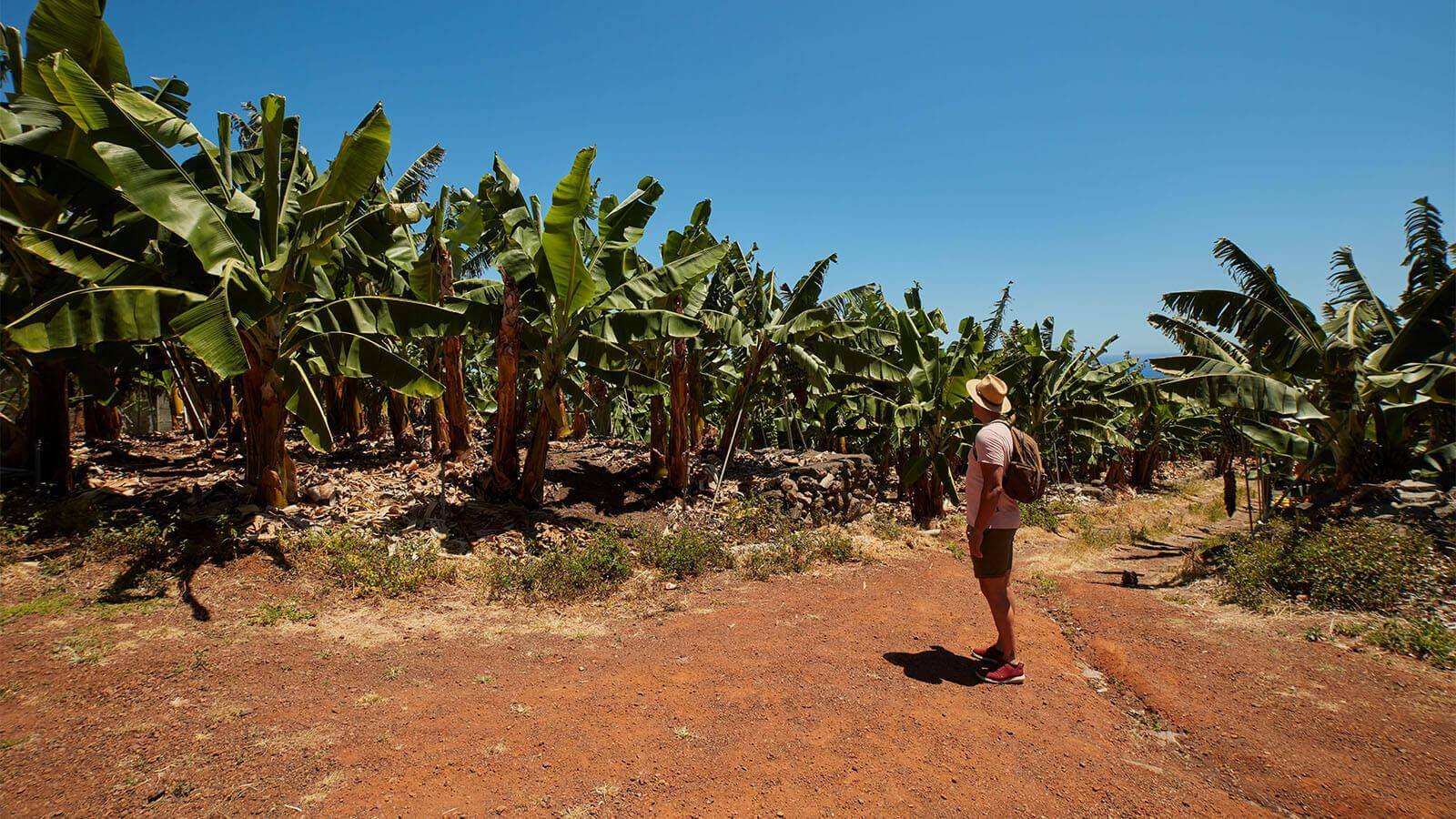 Banana plantations, La Palma.