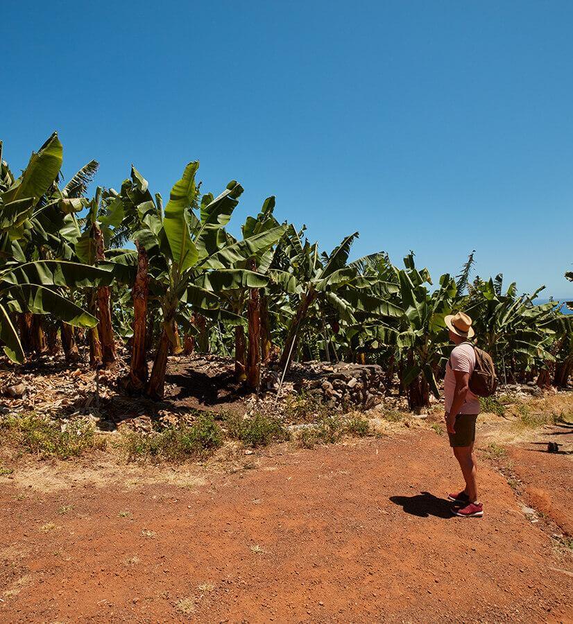 Banana plantations, La Palma.