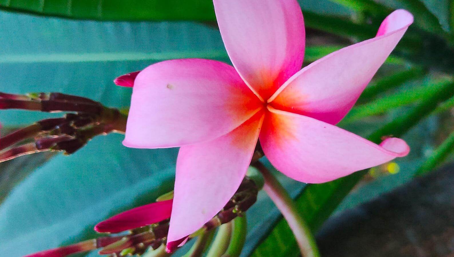 Happiness in flower. Plumeria rubra.