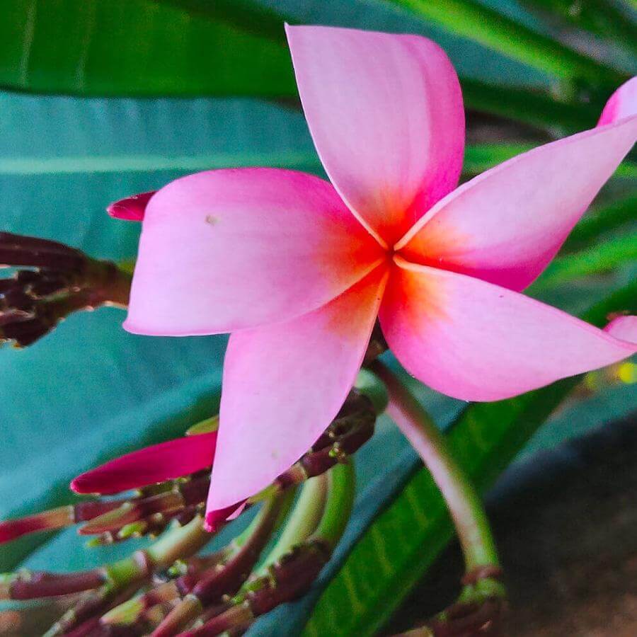 Happiness in flower. Plumeria rubra.