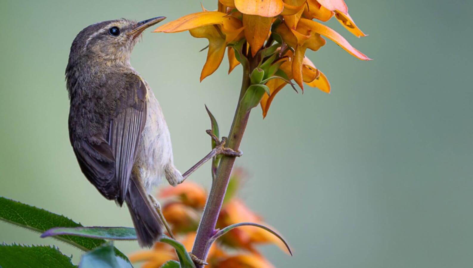 Canary Islands Chiffchaff