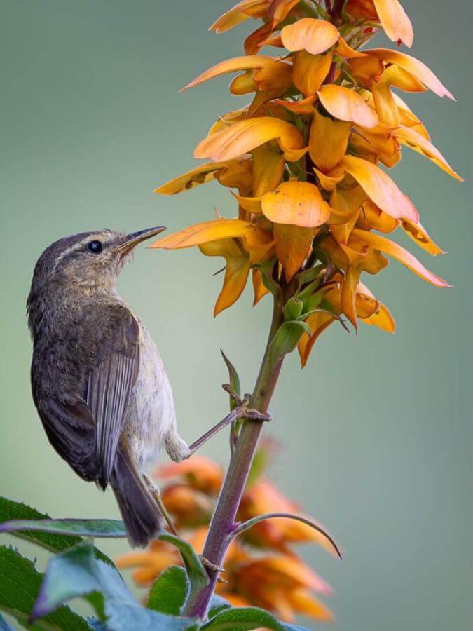 Canary Islands Chiffchaff