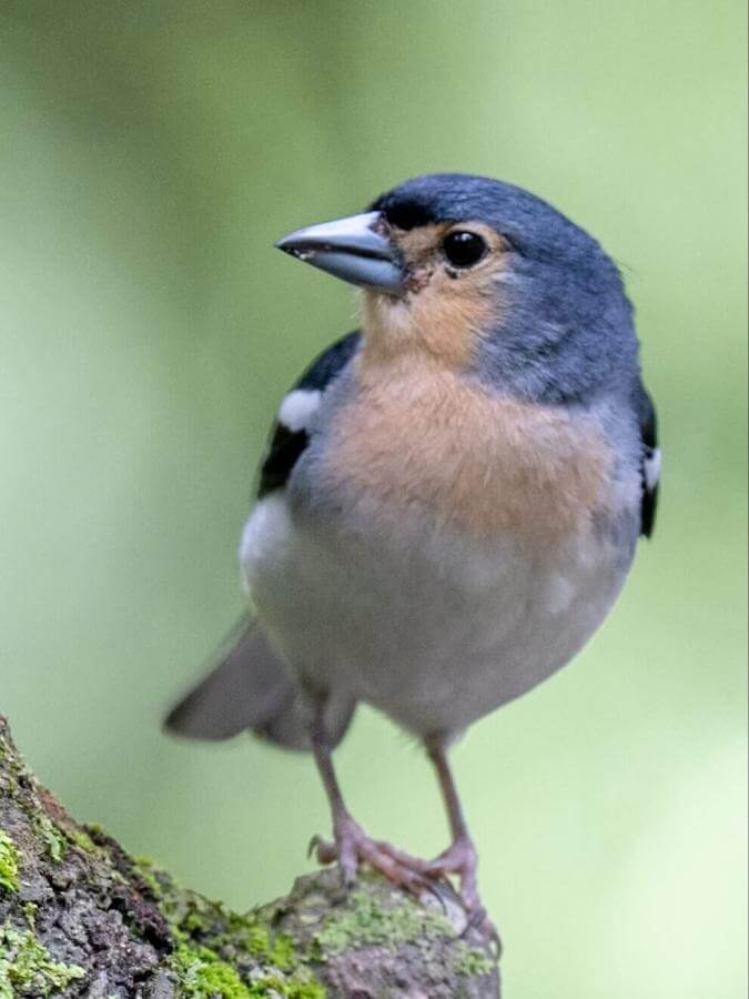 Canary Islands Chaffinch