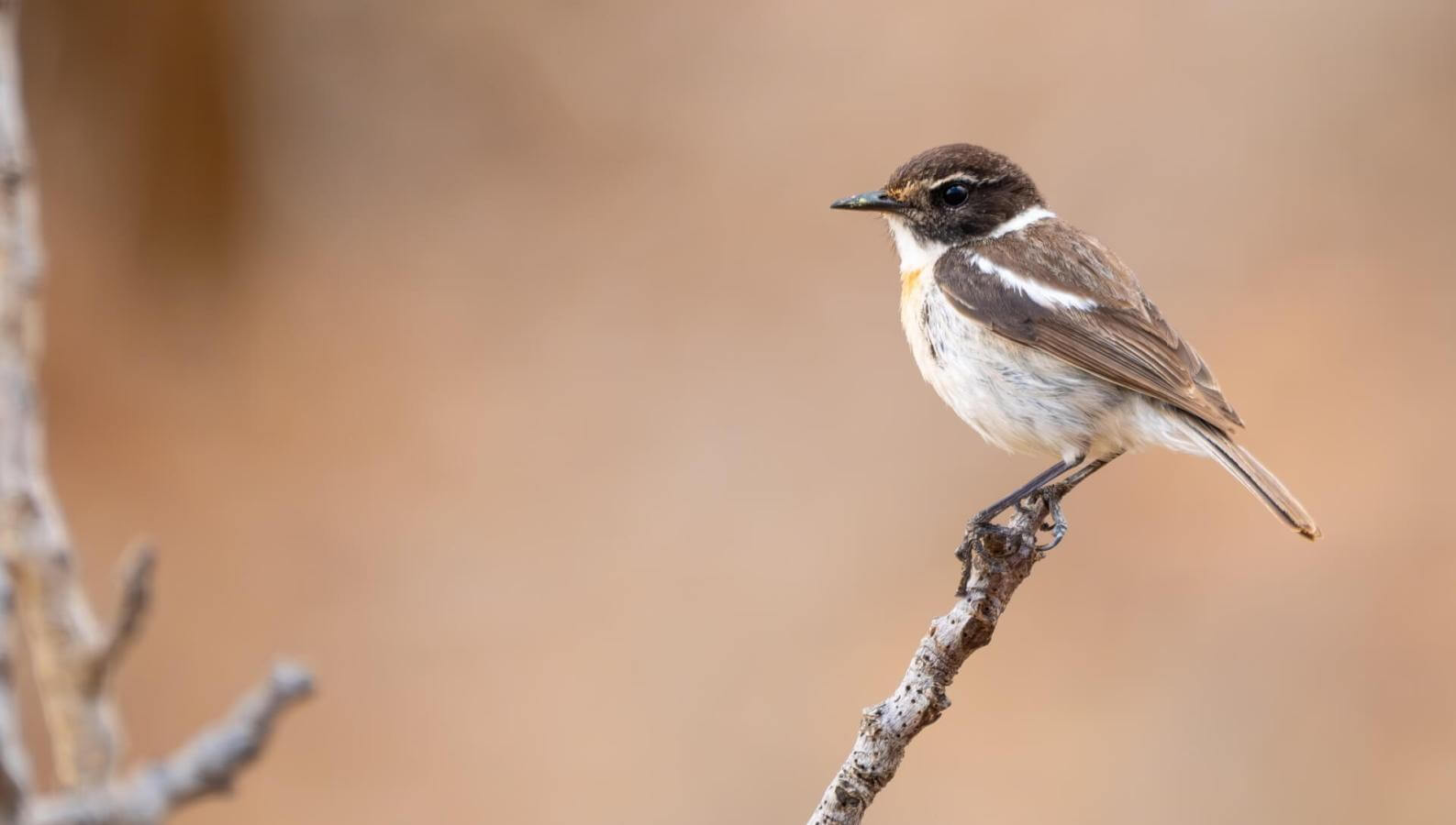 Canary Islands Stonechat