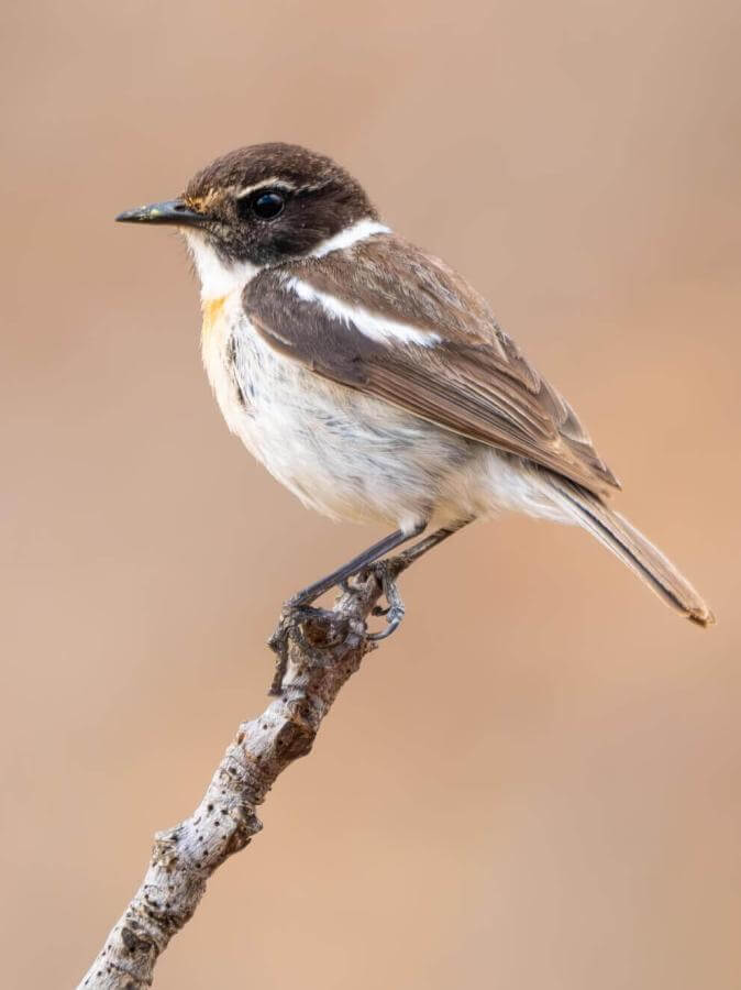 Canary Islands Stonechat