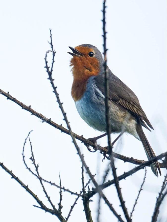 Tenerife Robin