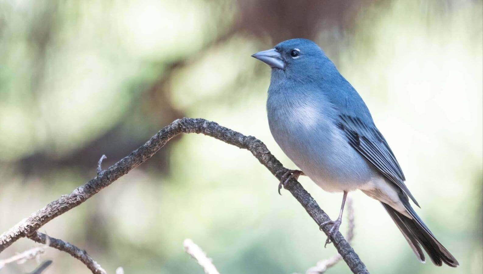 Tenerife Blue Chaffinch