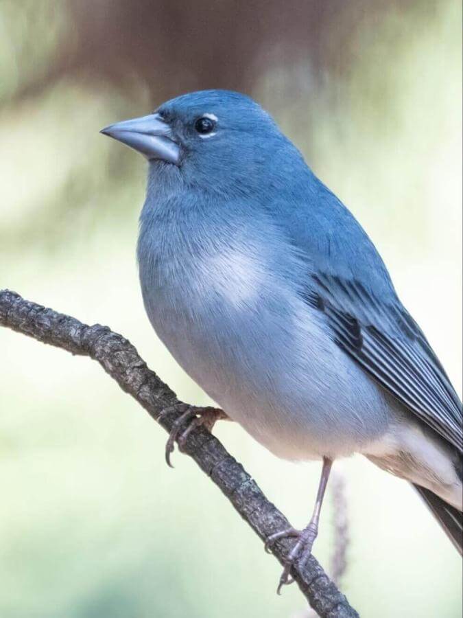 Tenerife Blue Chaffinch