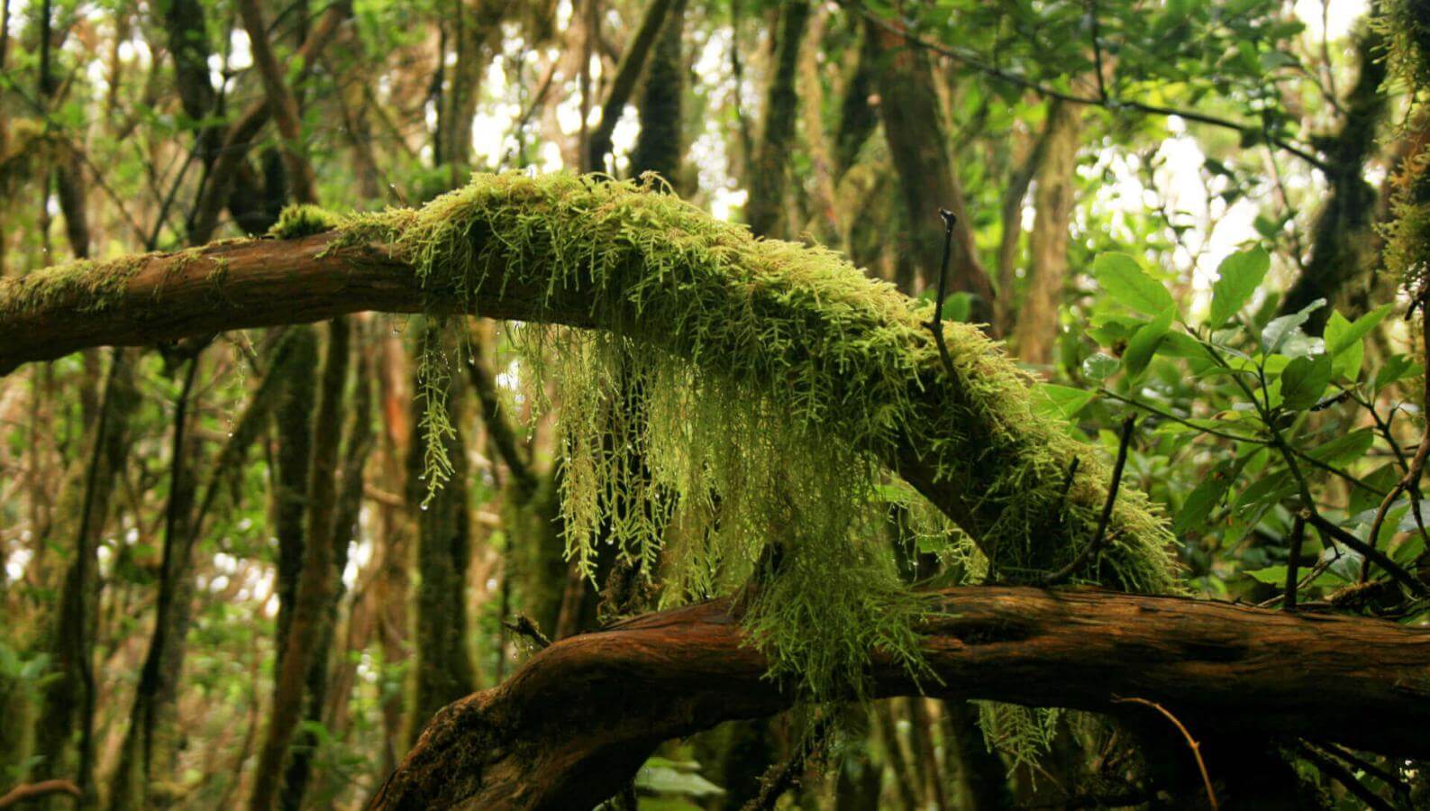 Humid Anaga forest with moss-covered trunks, lianas, and dense vegetation.